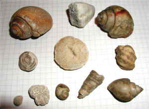 Rubach - Fossilien
