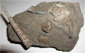 Fossilien aus Gro-Pampau