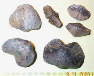 Brachiopoden aus dem Devon
