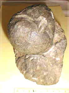 Brachiopode Eulenkopf