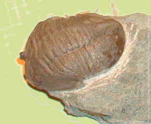 Trilobit Asaphus